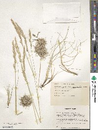 Festuca rupicola image