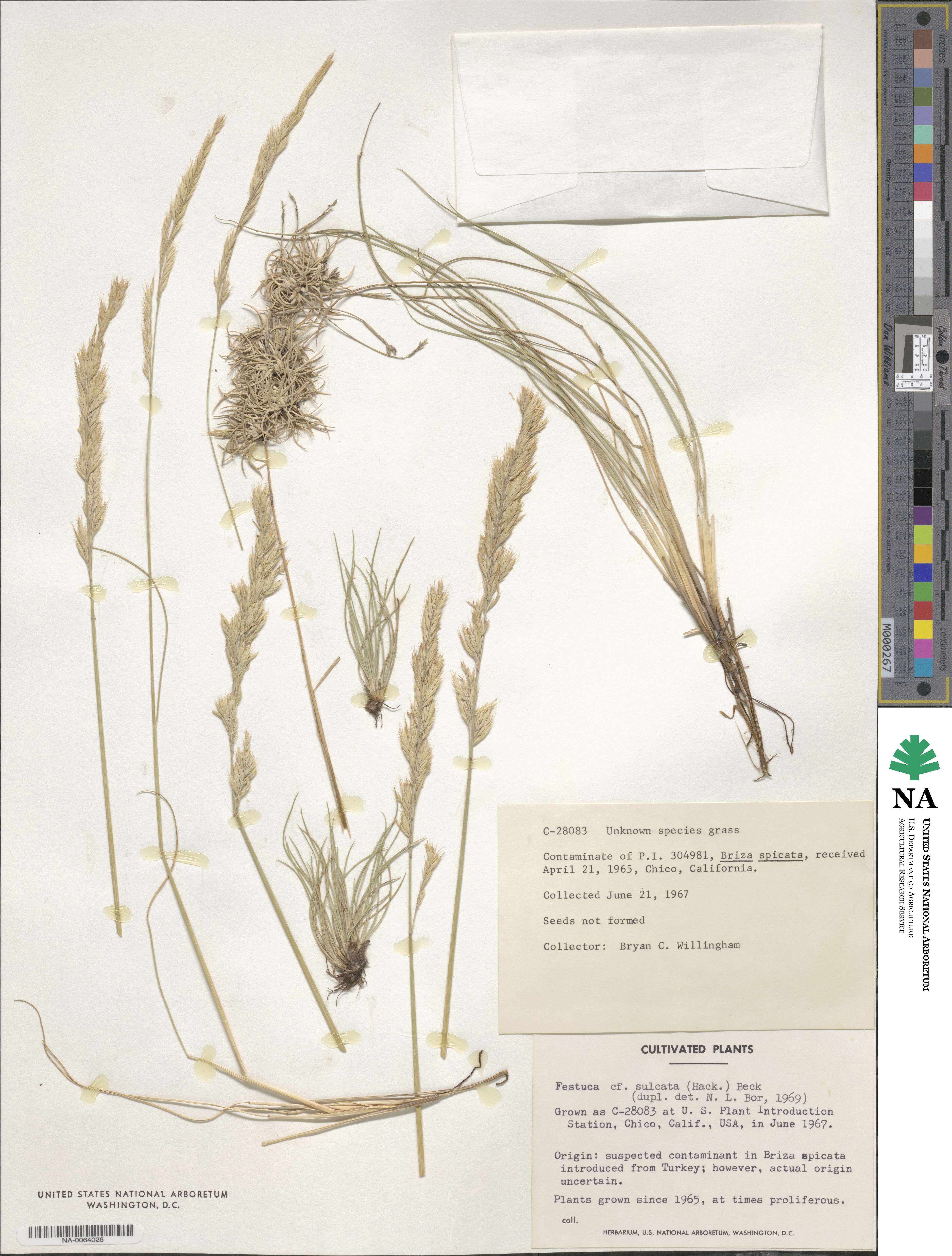 Festuca rupicola image