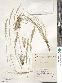 Festuca rupicola image