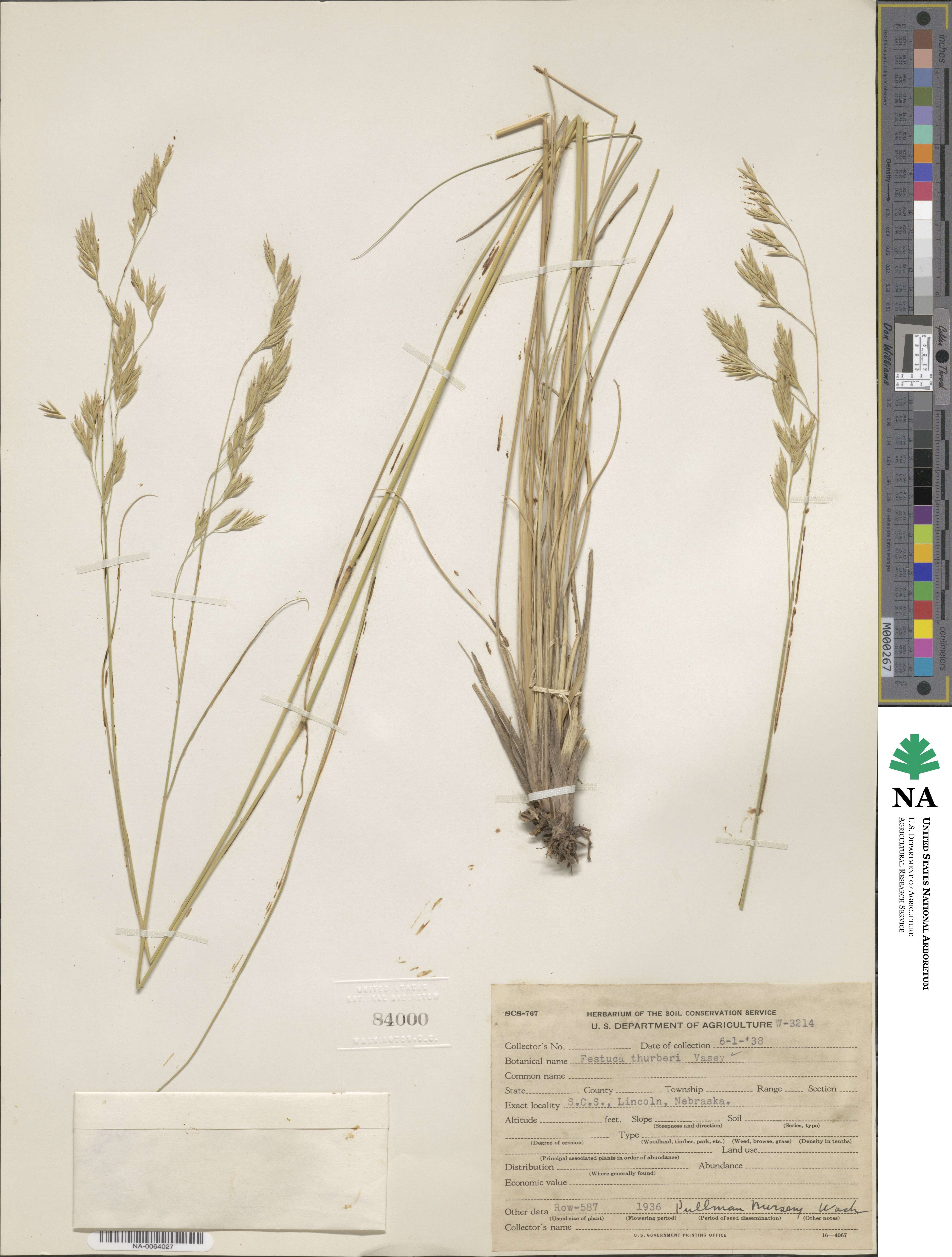 Festuca thurberi image