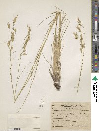 Festuca thurberi image