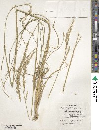 Lolium arundinaceum image