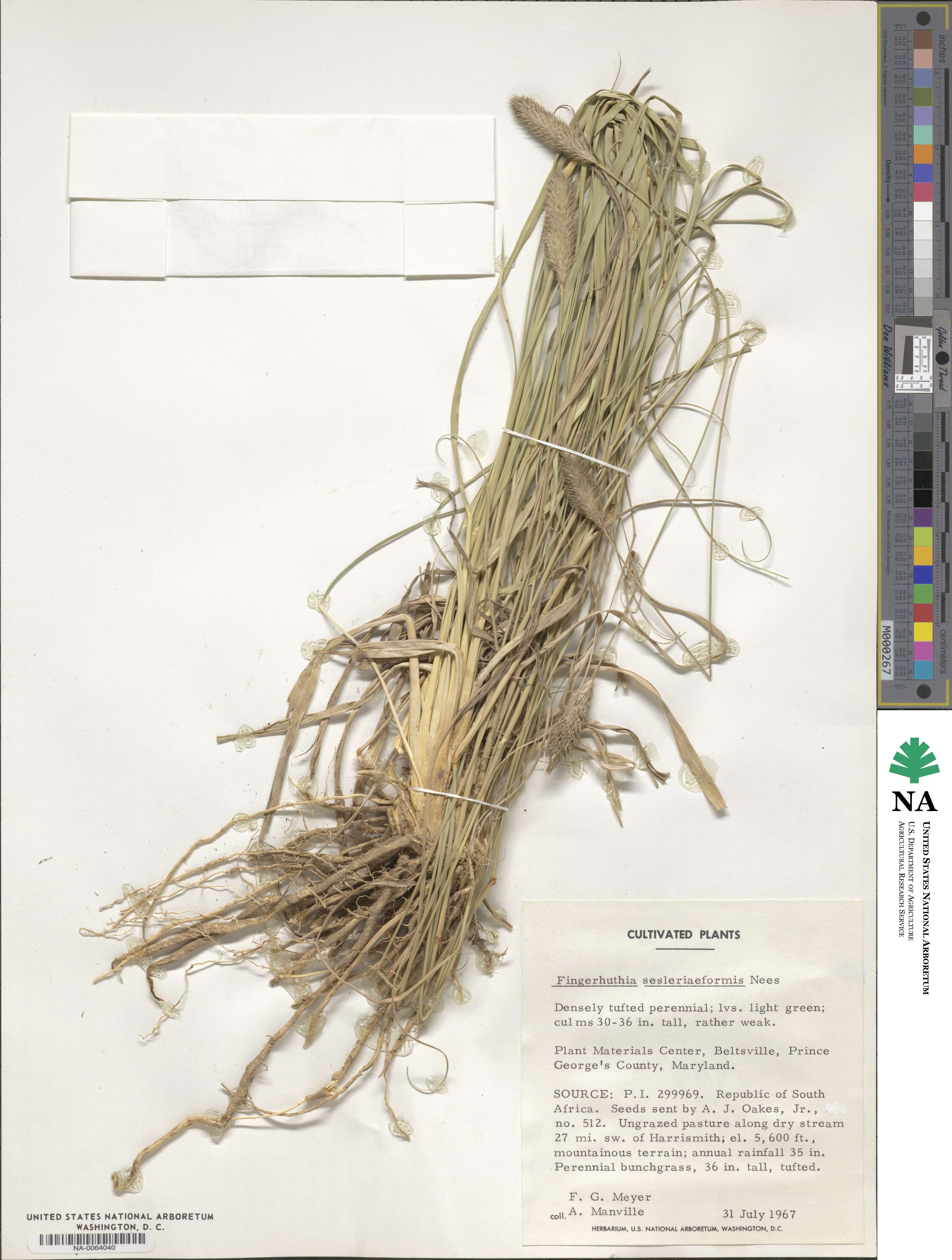 Fingerhuthia sesleriiformis image