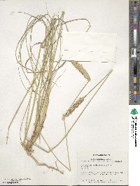 Fingerhuthia sesleriiformis image