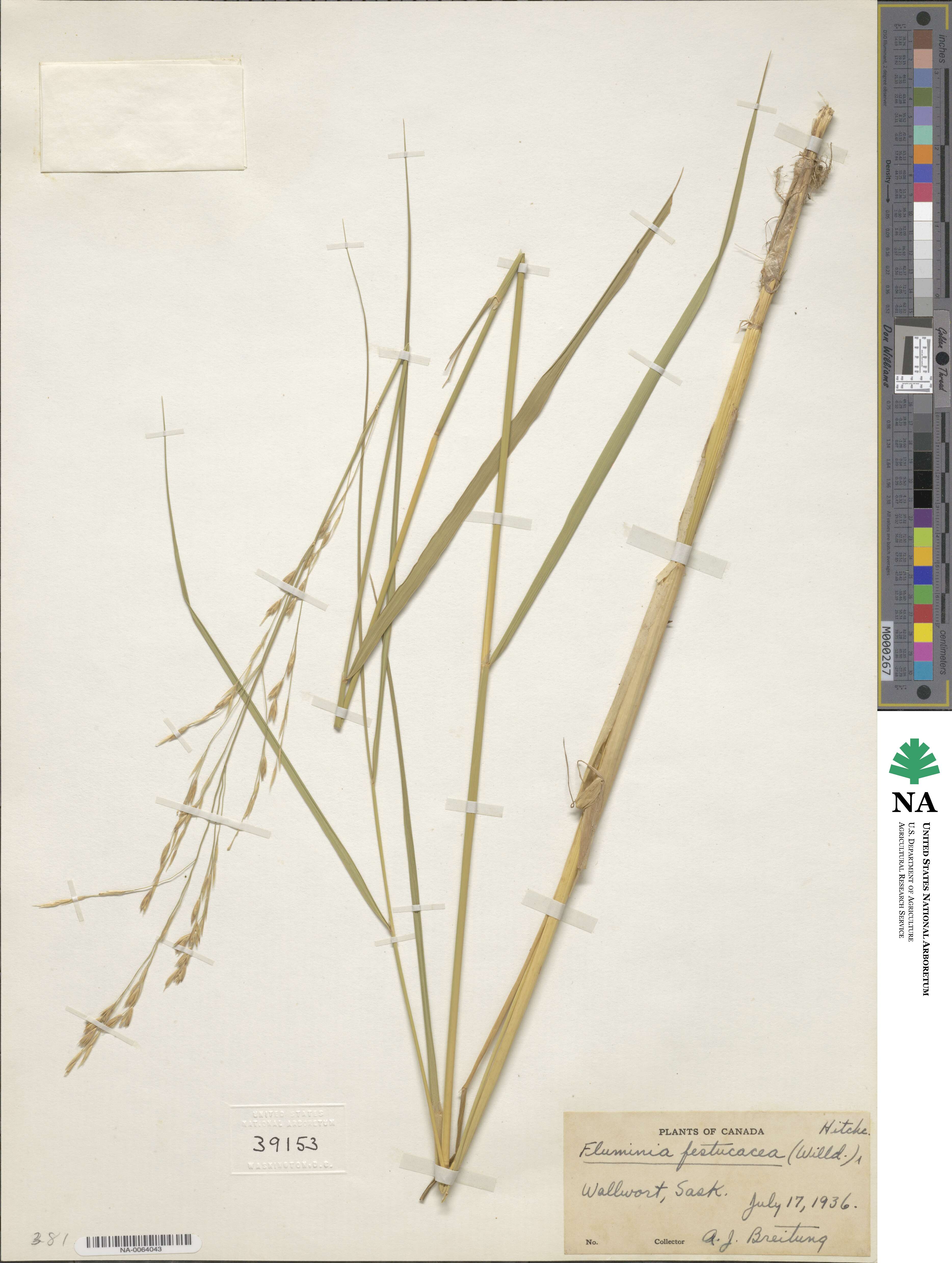 Scolochloa festucacea image