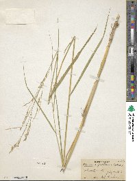 Image of Scolochloa festucacea