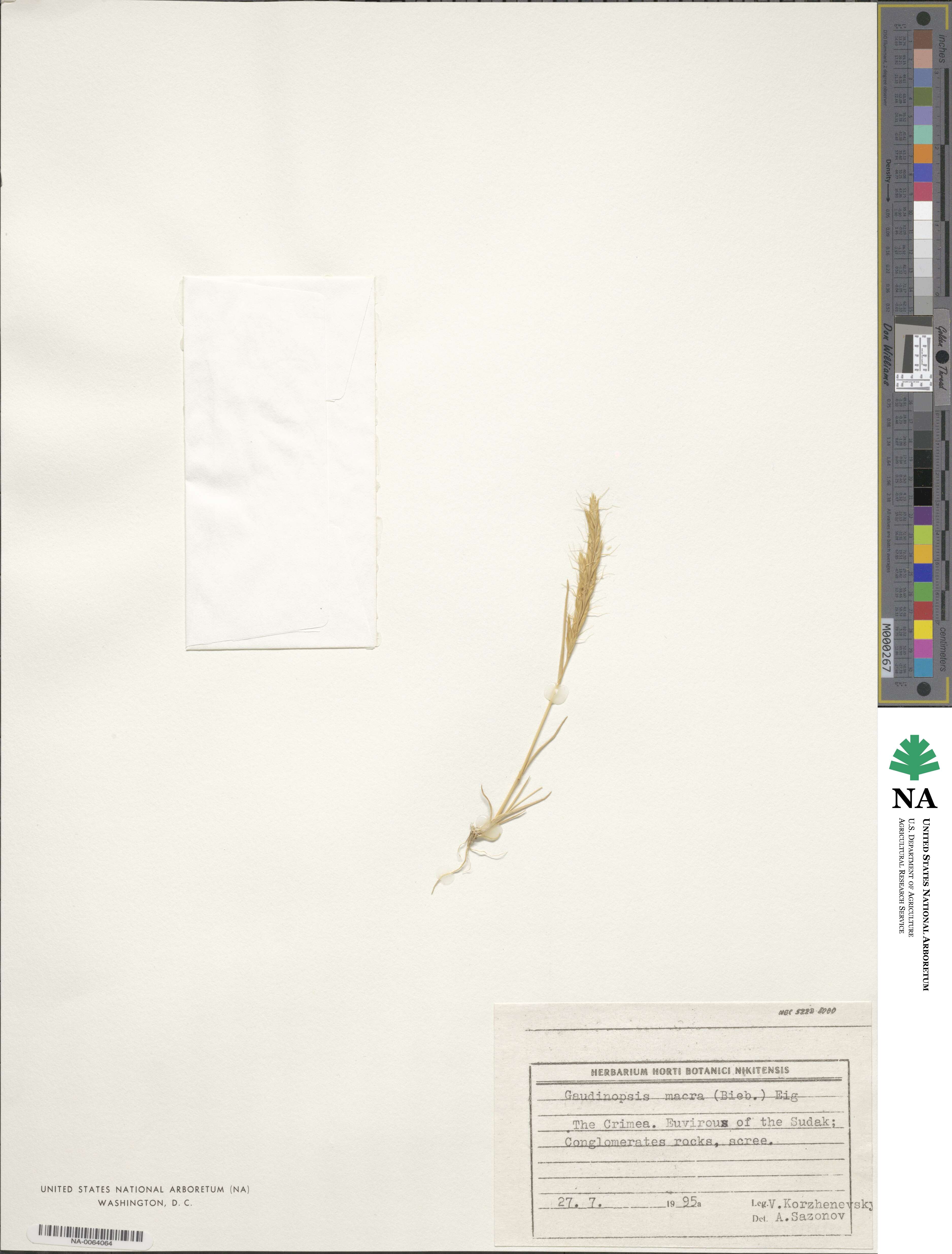 Ventenata macra image