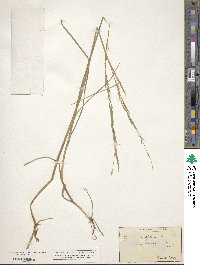 Glyceria acutiflora image