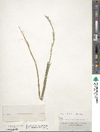 Glyceria acutiflora image