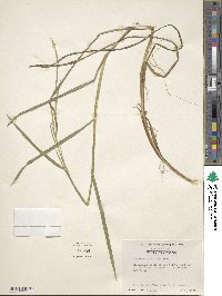 Glyceria acutiflora image