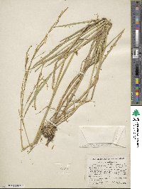 Glyceria acutiflora image