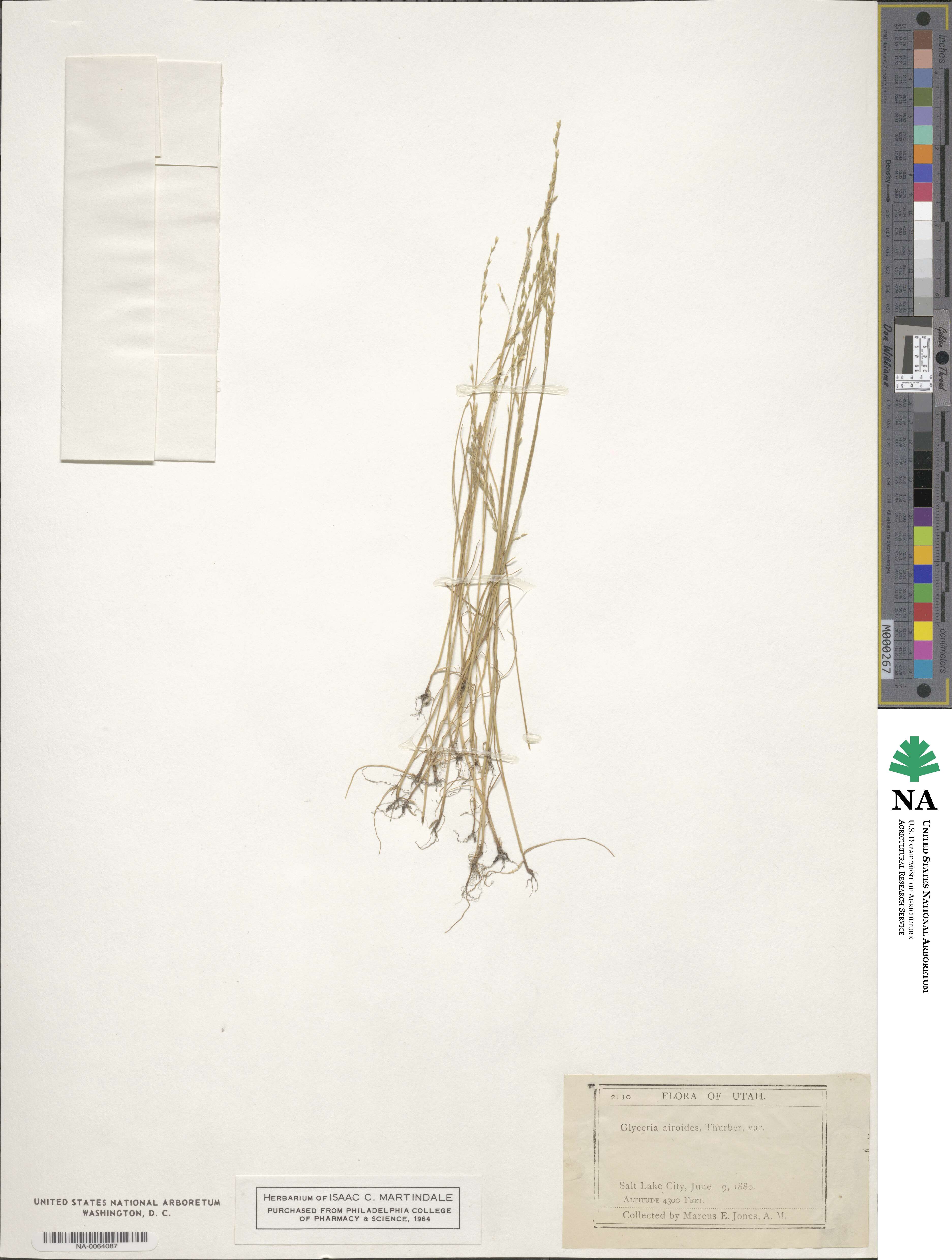 Puccinellia nuttalliana image