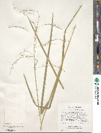 Glyceria canadensis image