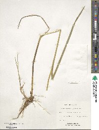 Glyceria canadensis image