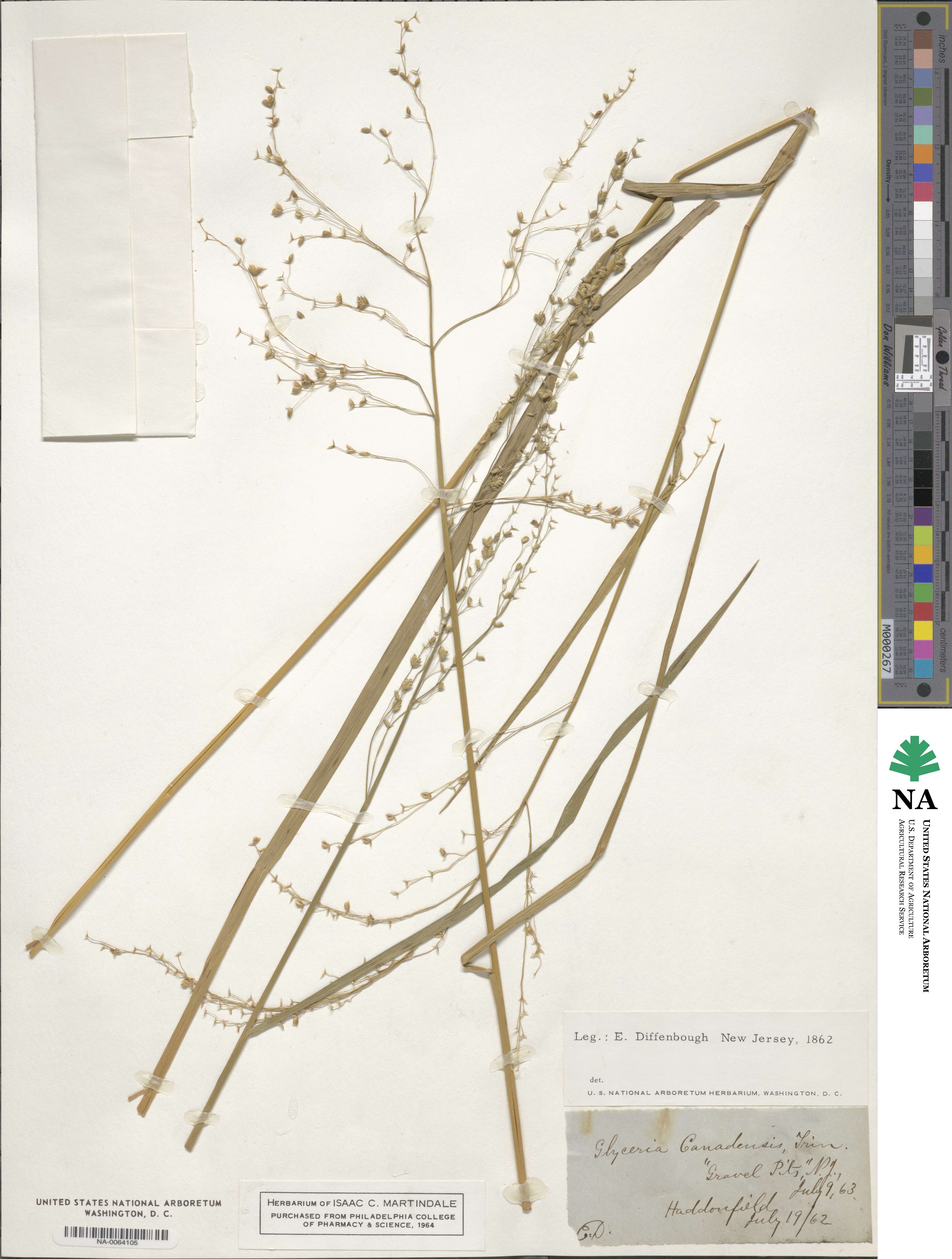 Glyceria canadensis image