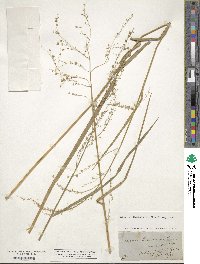 Glyceria canadensis image