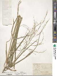 Glyceria canadensis image