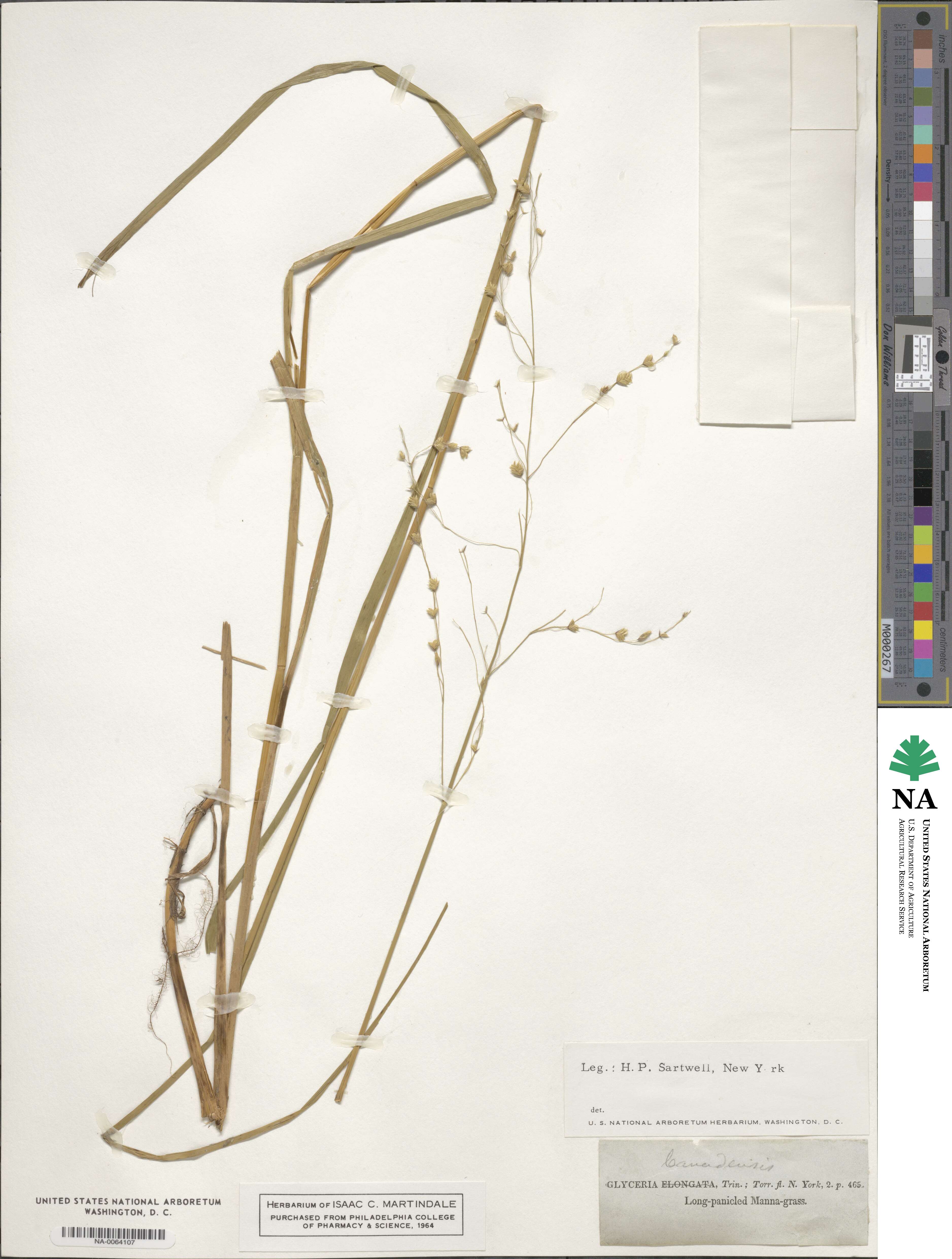 Glyceria canadensis image