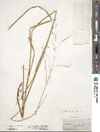 Glyceria canadensis image