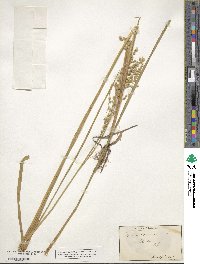 Glyceria canadensis image