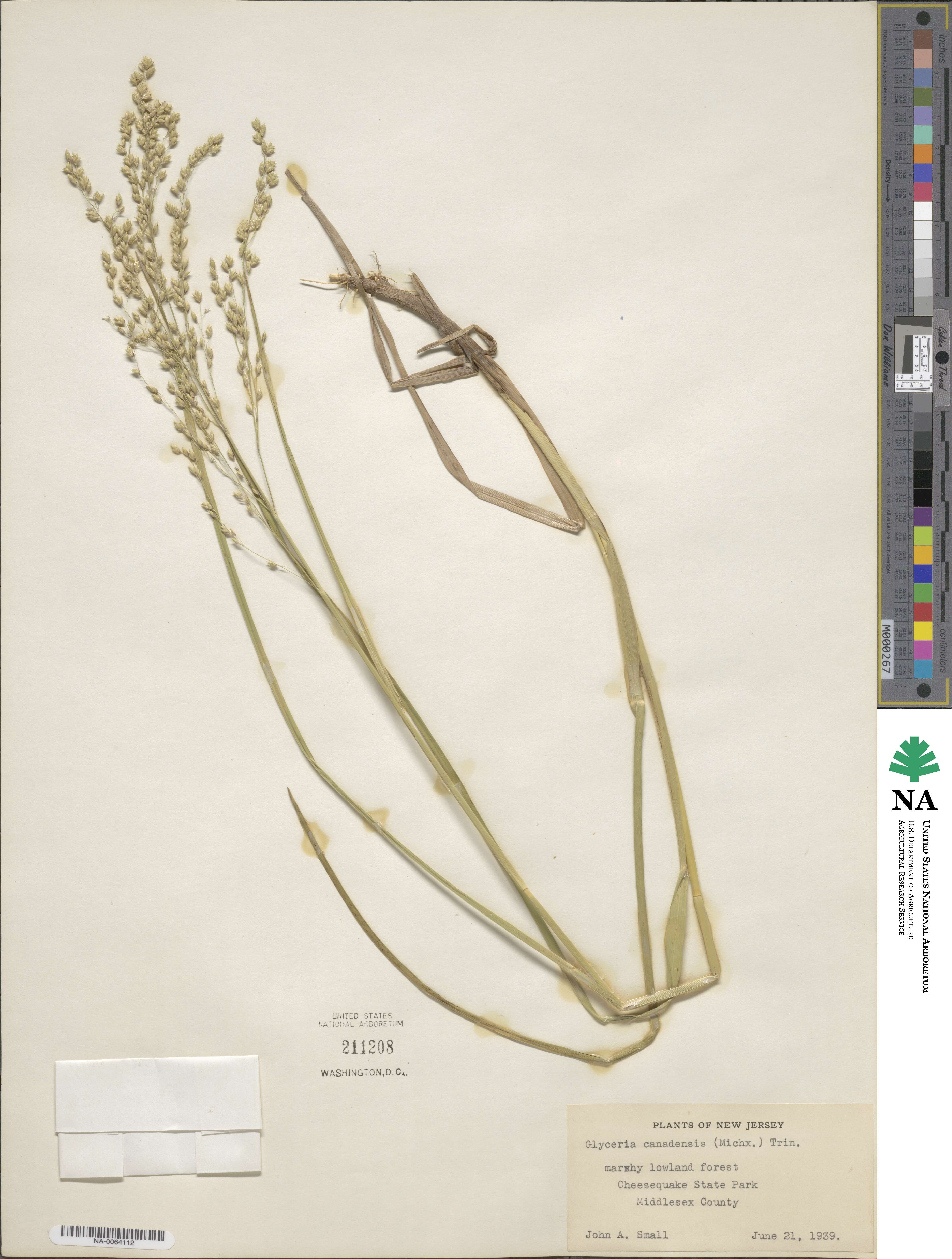 Glyceria canadensis image