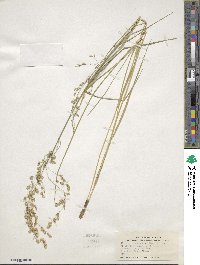 Glyceria canadensis image