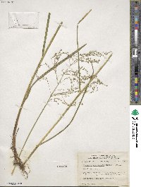 Glyceria canadensis image