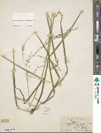 Glyceria canadensis image