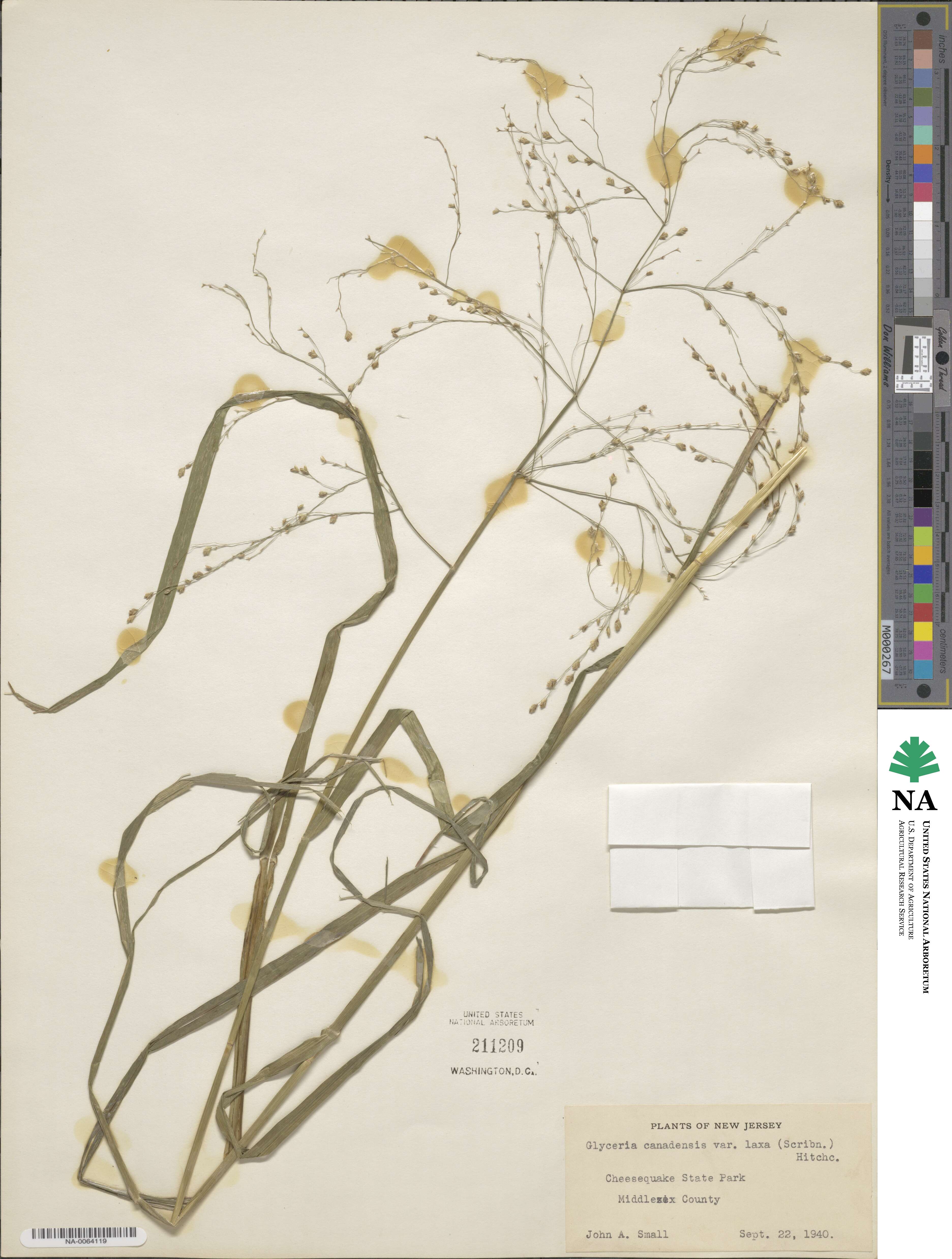 Glyceria canadensis image