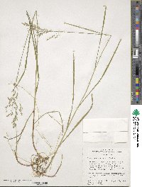 Glyceria elata image