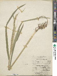 Glyceria elata image