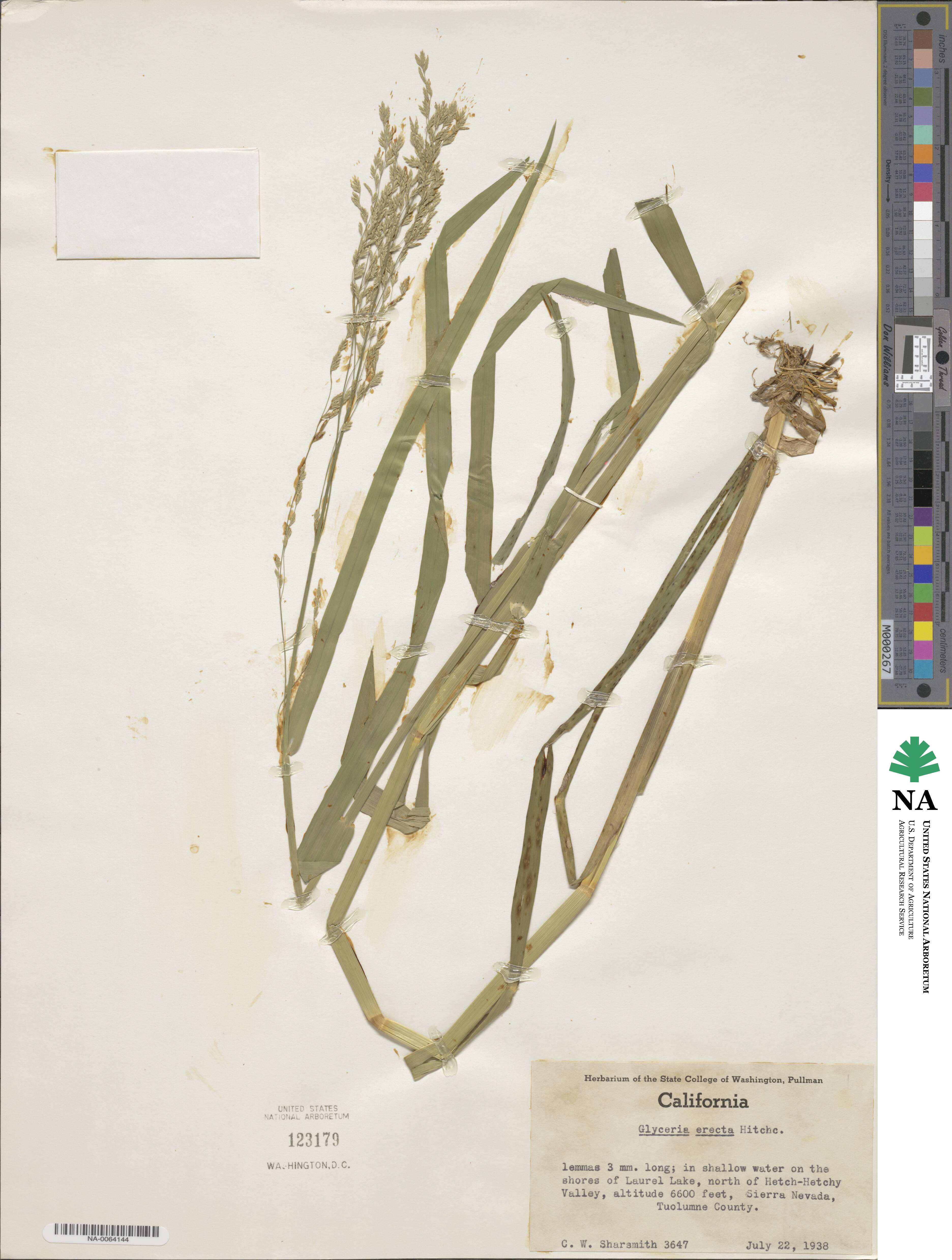 Torreyochloa erecta image