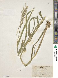 Image of Torreyochloa erecta