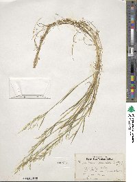 Torreyochloa pallida image