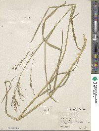 Image of Glyceria grandis