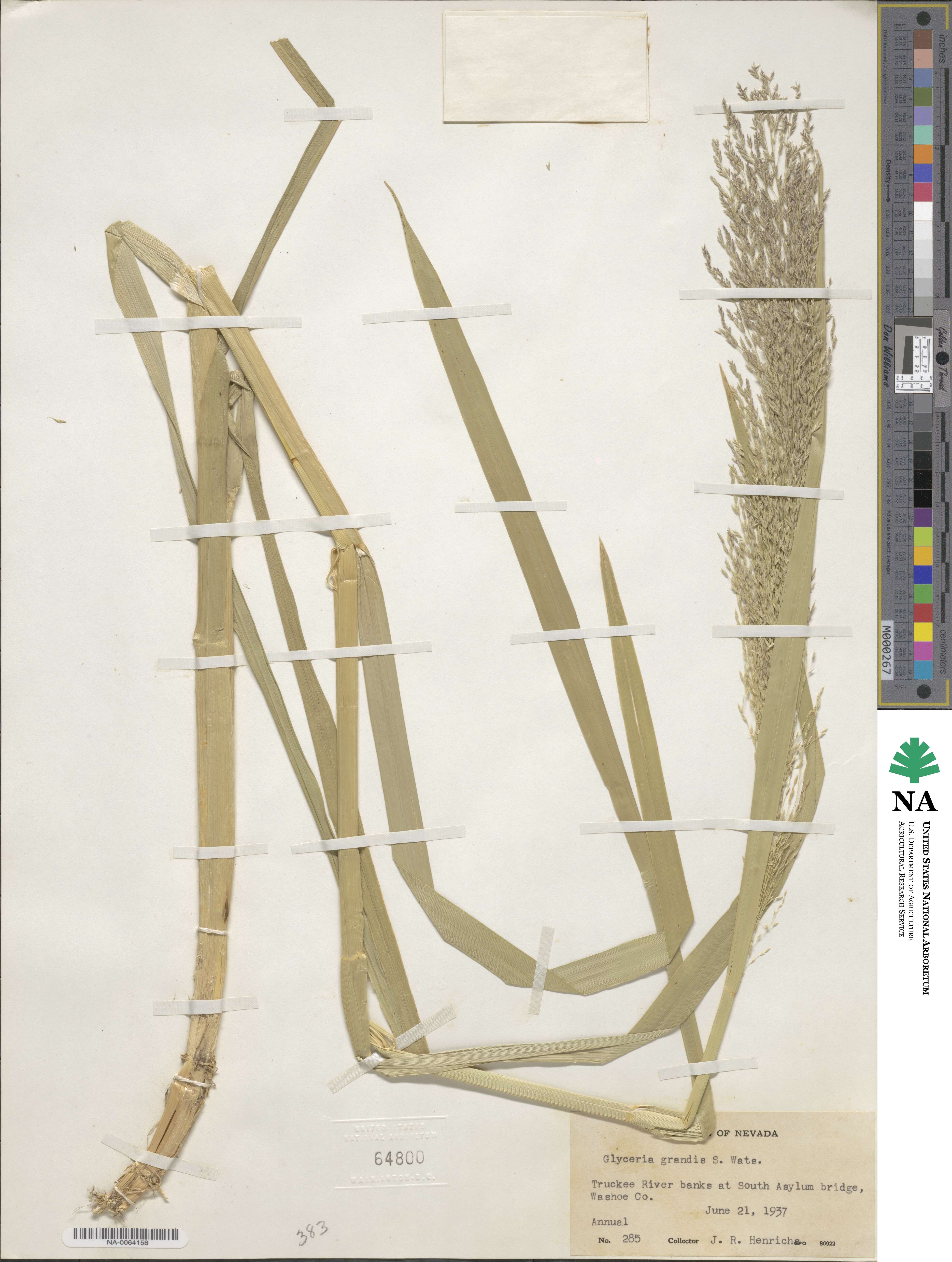 Glyceria grandis image