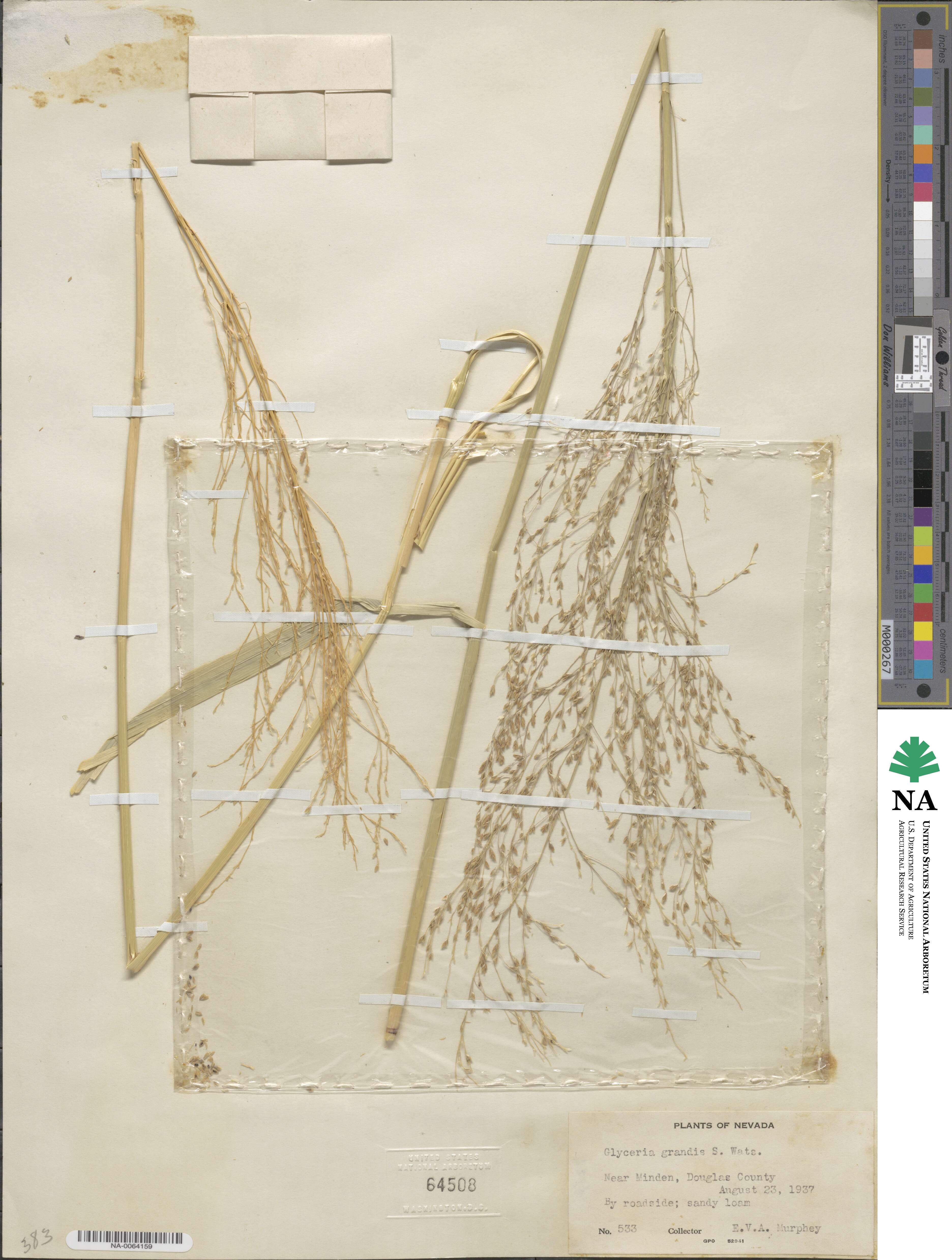 Glyceria grandis image