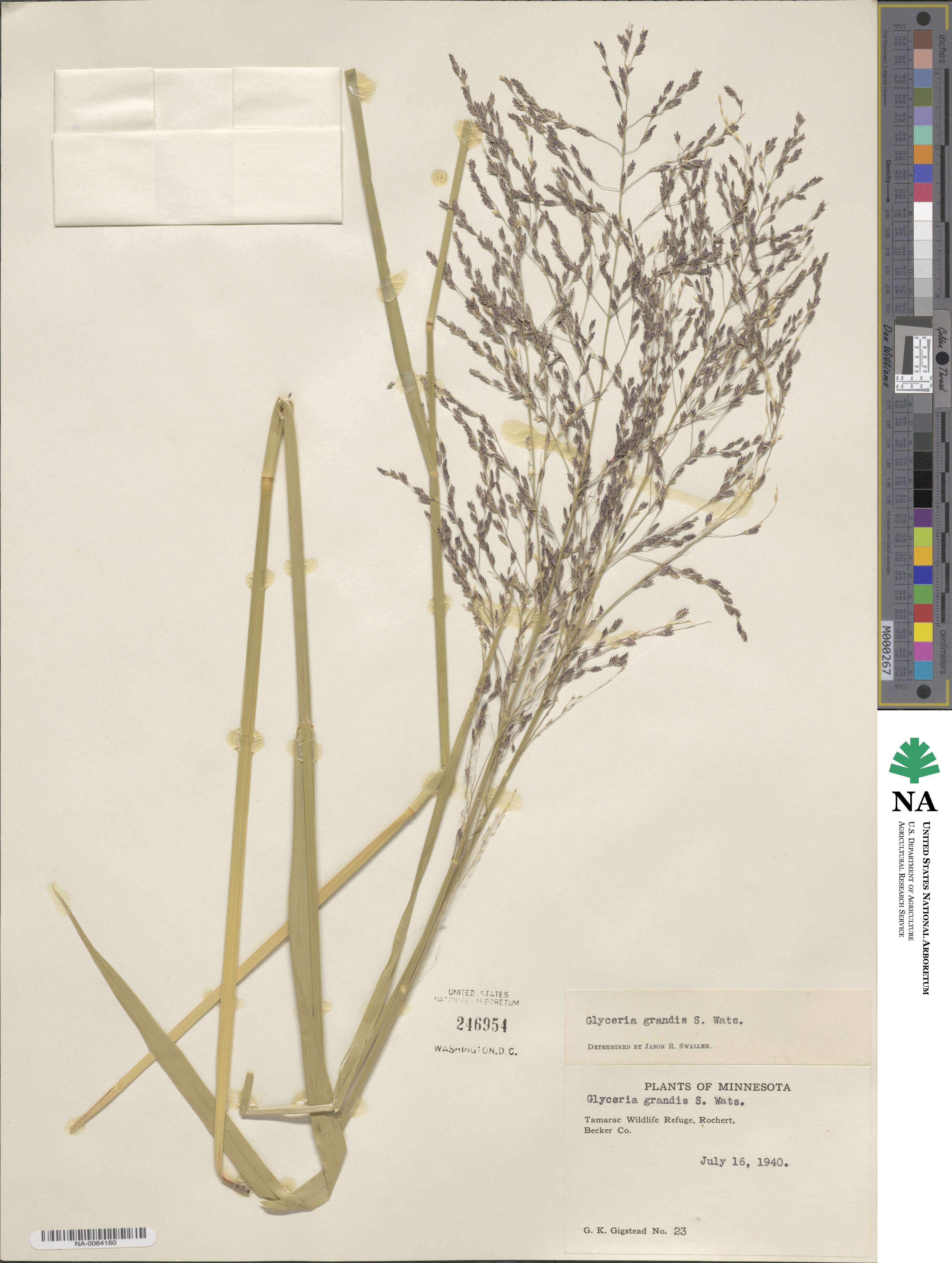 Glyceria grandis image