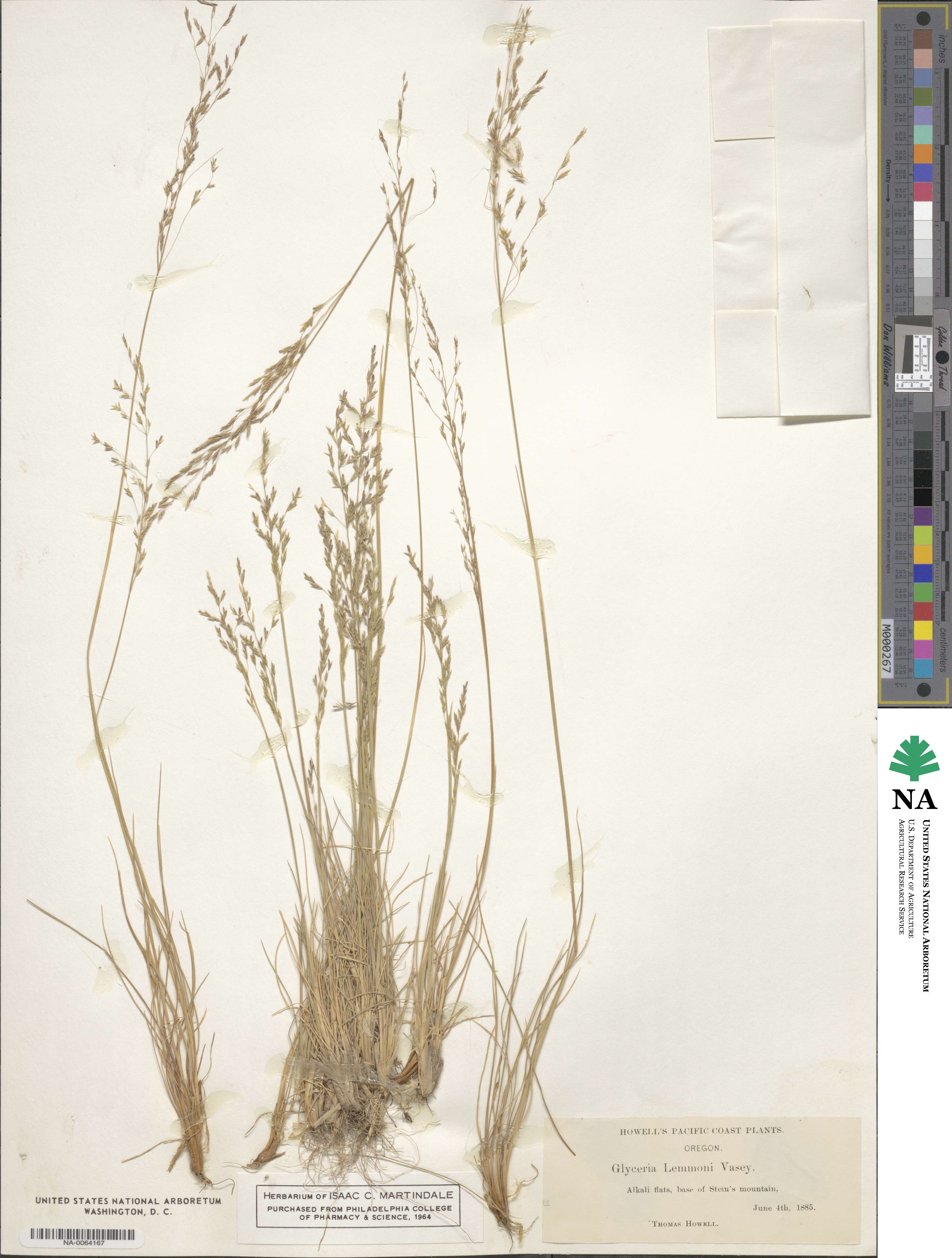 Puccinellia lemmonii image