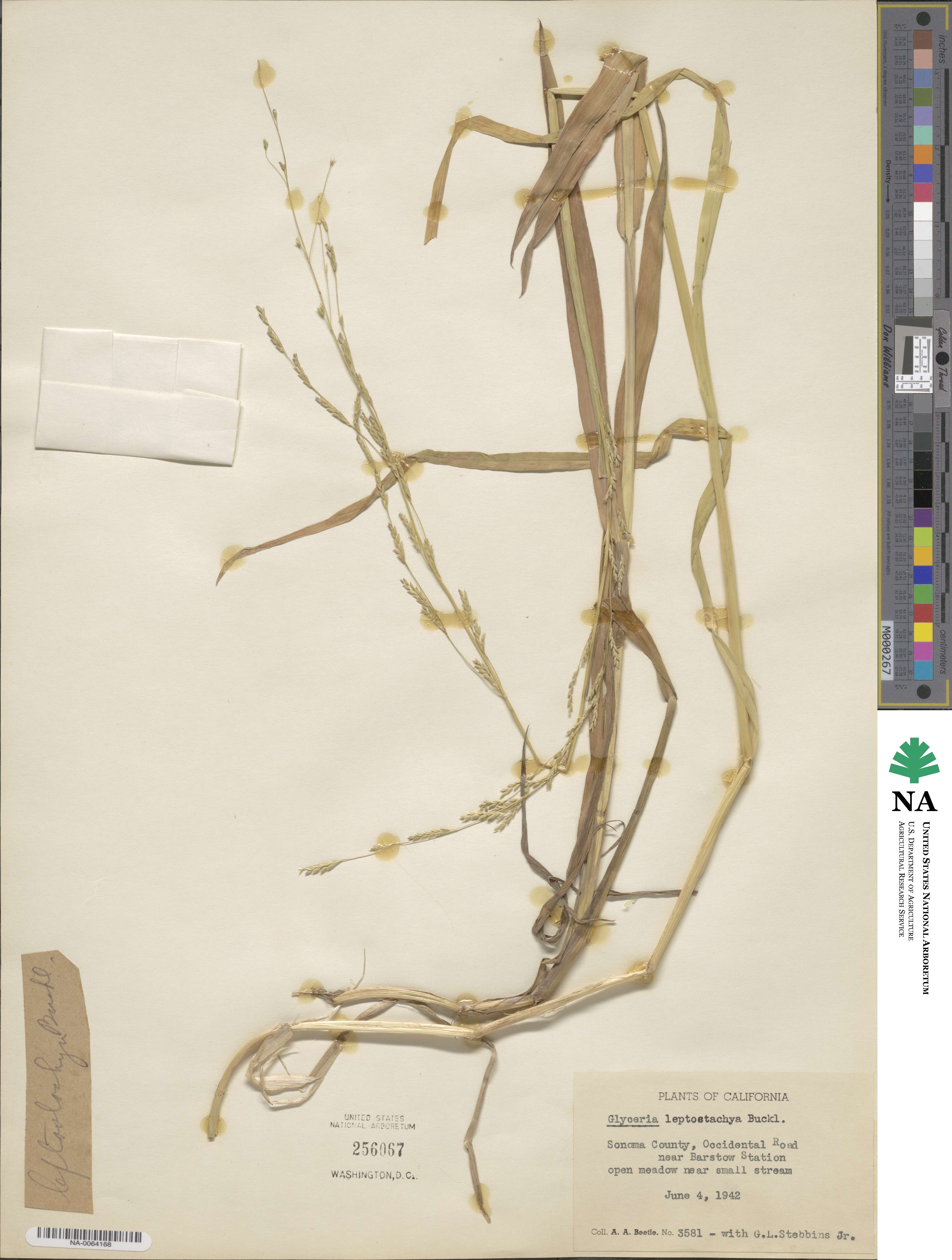 Glyceria leptostachya image