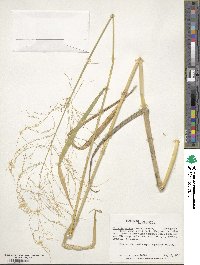 Image of Glyceria maxima