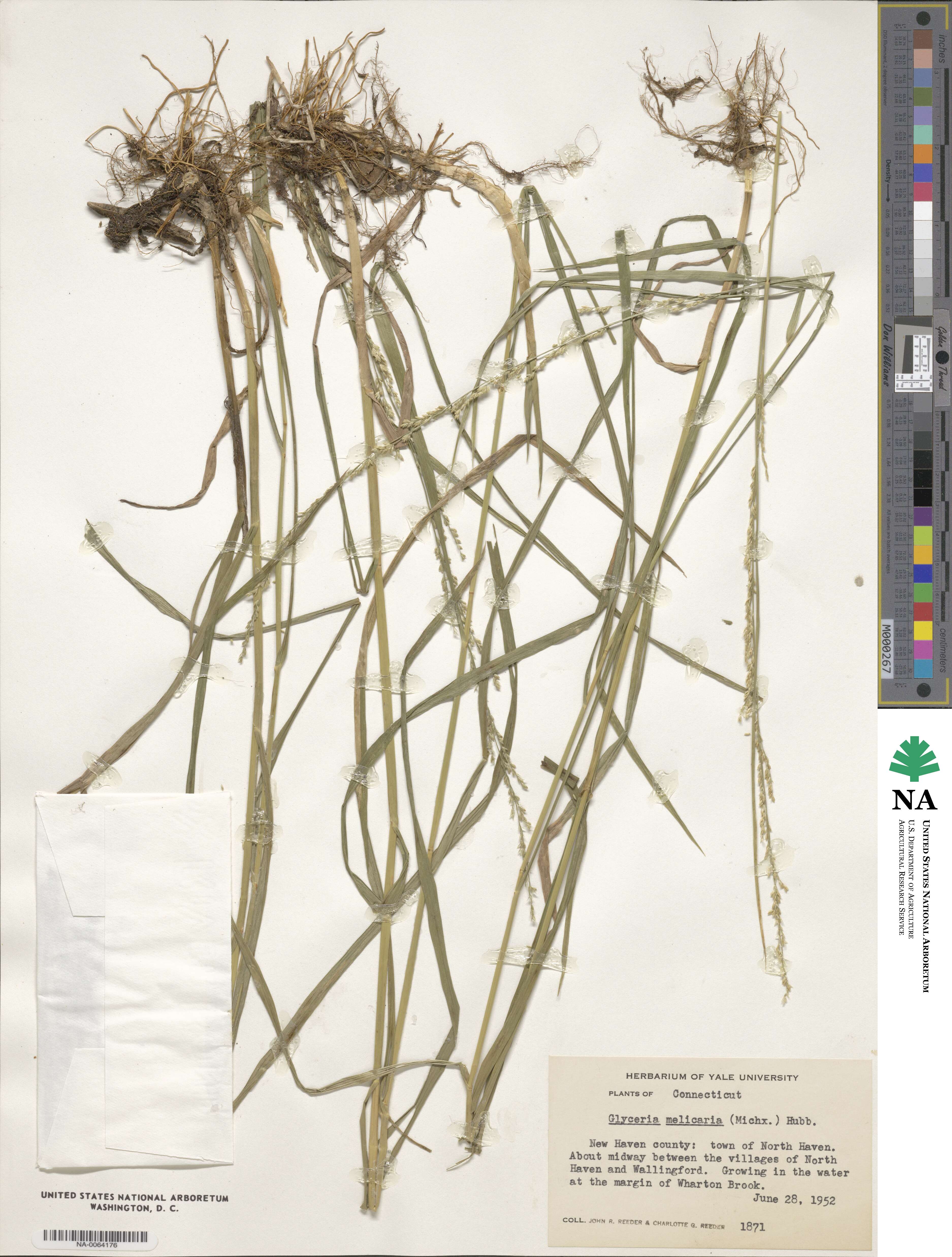 Glyceria melicaria image
