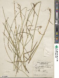 Glyceria melicaria image