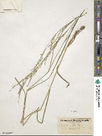 Glyceria melicaria image