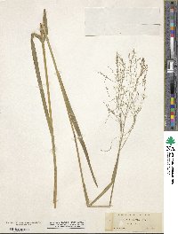 Glyceria striata image