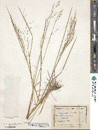 Glyceria striata image