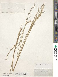 Glyceria striata image