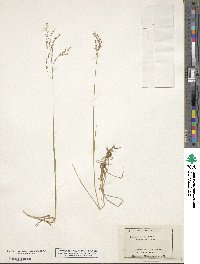 Glyceria striata image