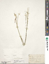 Glyceria striata image