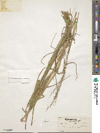 Image of Glyceria nubigena